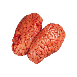 Cervelle de veau de la ferme de Montchervet - AMPLEPUIS 69 - Sans nitrite ni conservateur