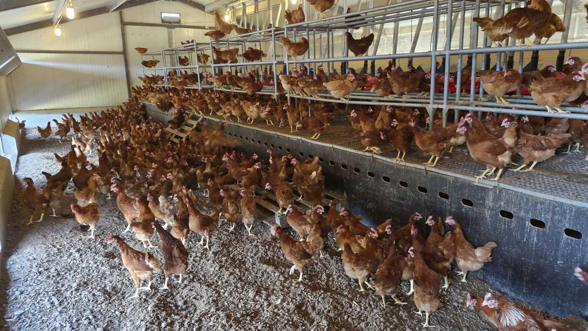 Poules_2-min.jpg