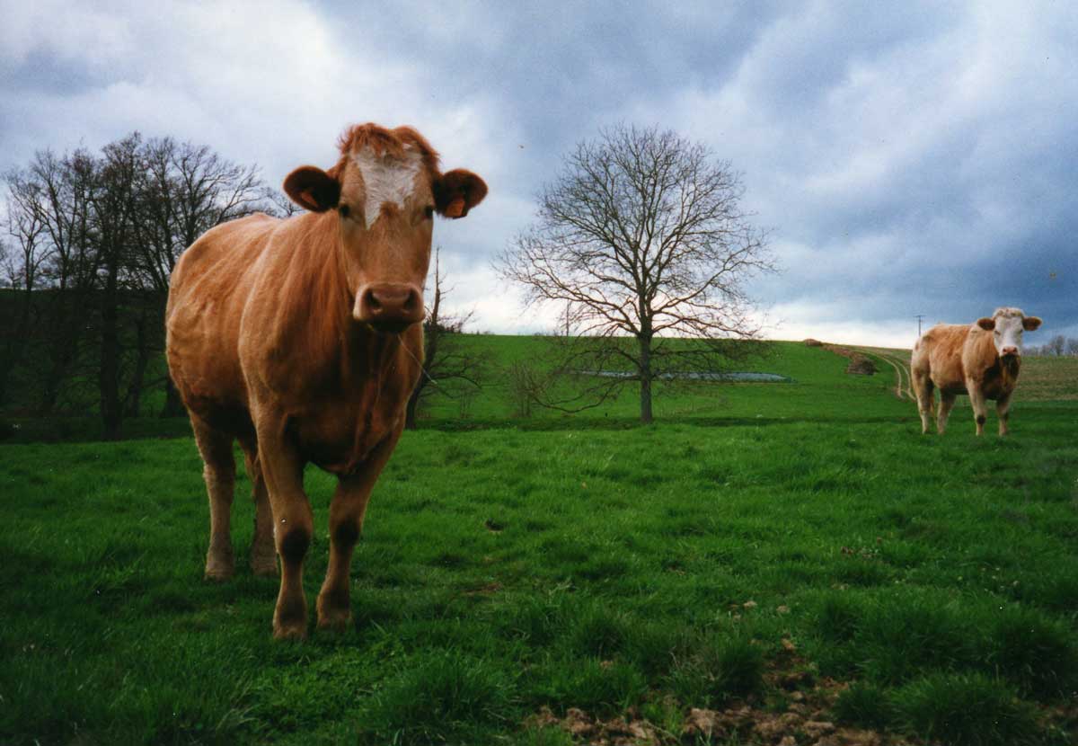 Vaches_à_viande_1-min.jpg