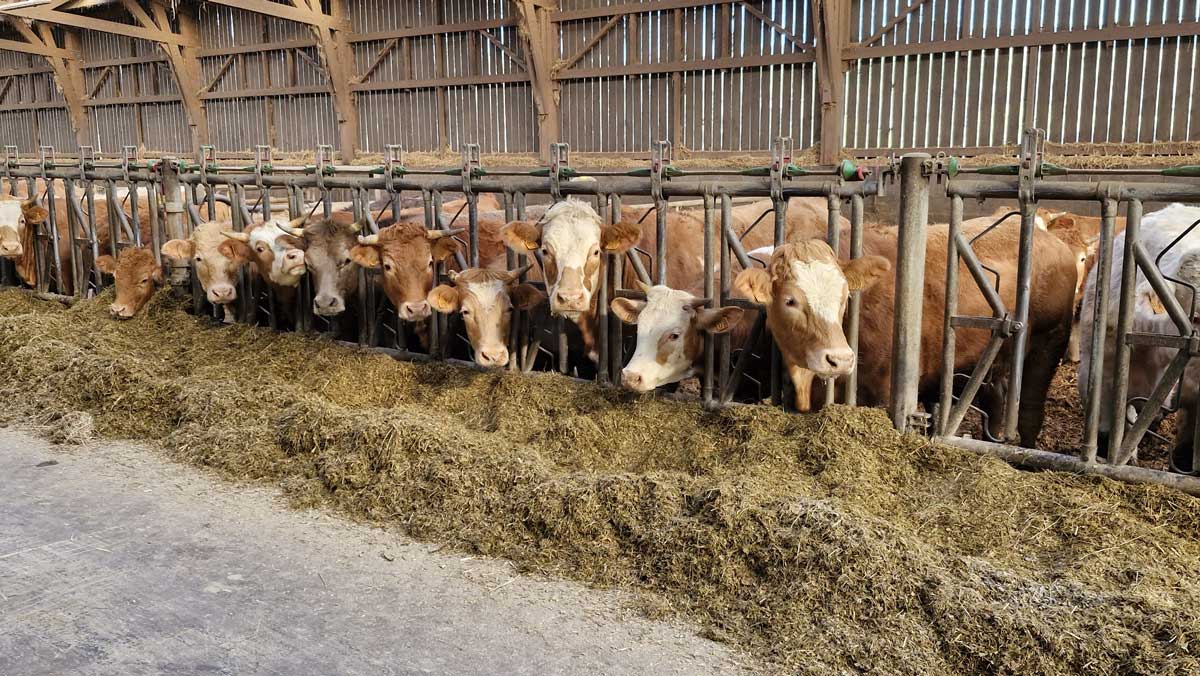 Vaches_à_viande_2-min.jpg