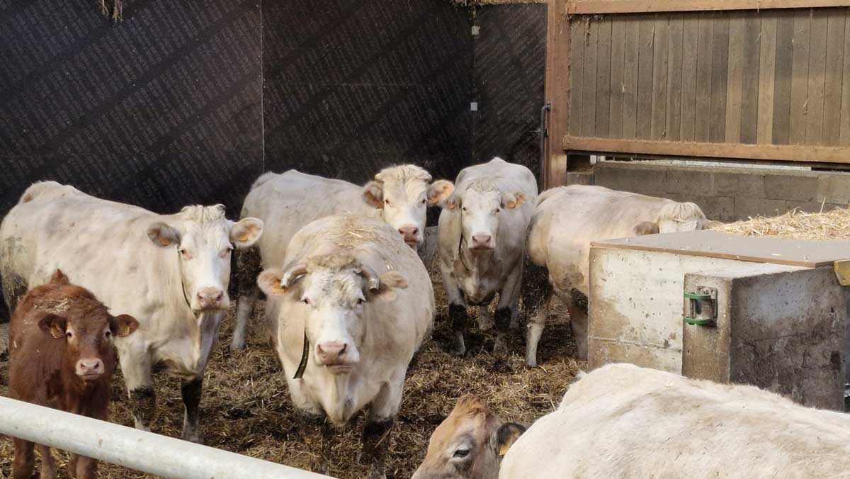 Vaches_a_viande_3-min.jpg