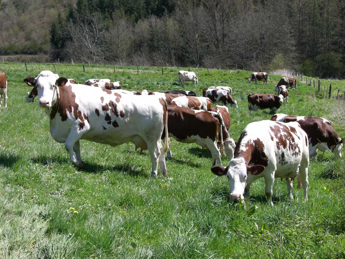 Vaches_laitieres_1-min.jpg