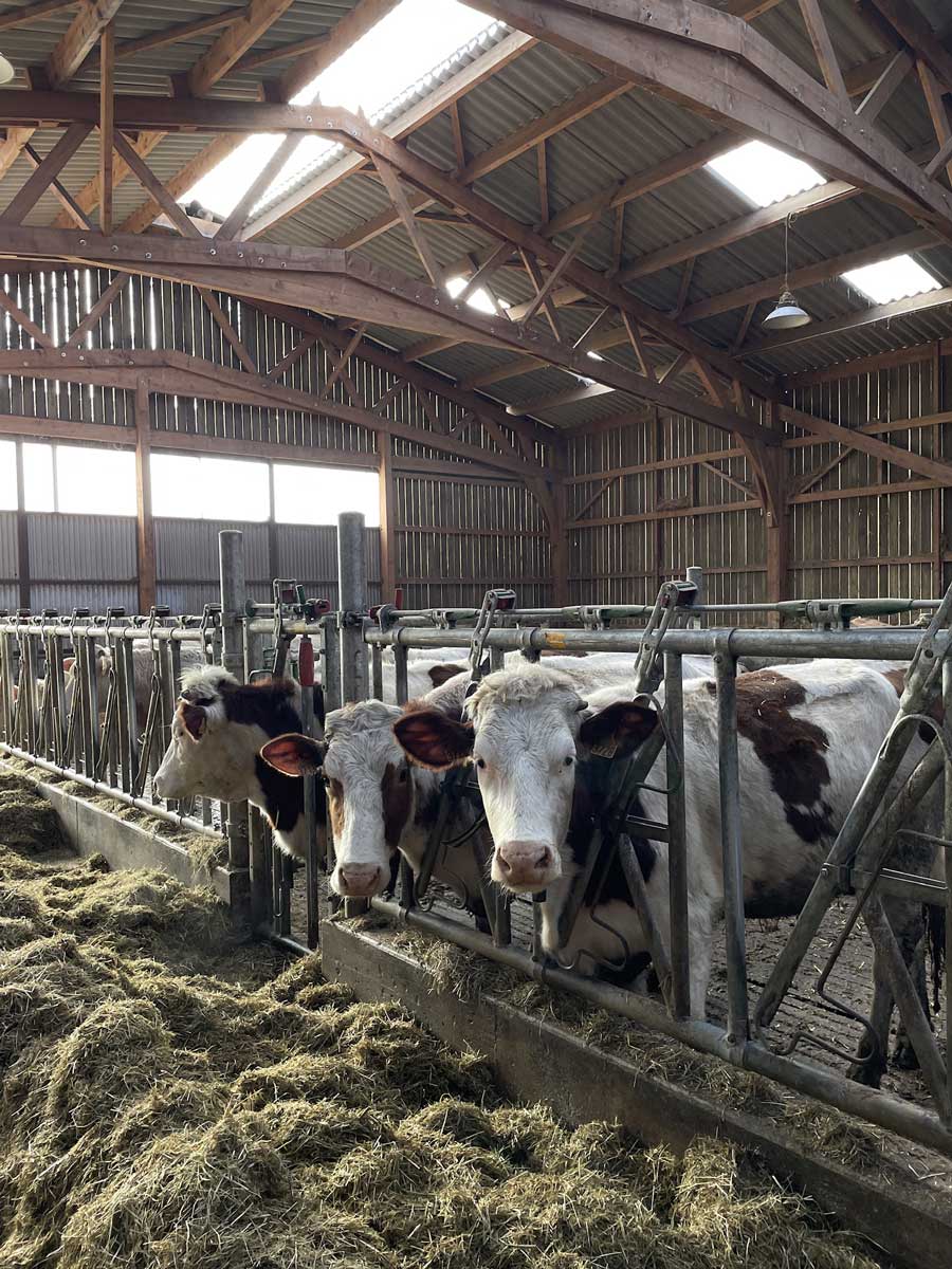 Vaches_laitieres_2-min.jpg