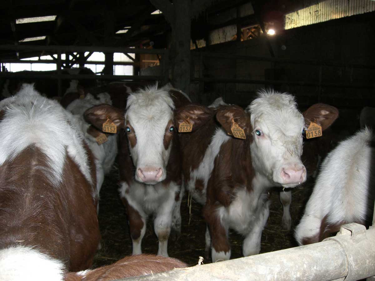 Vaches_laitieres_3-min.jpg