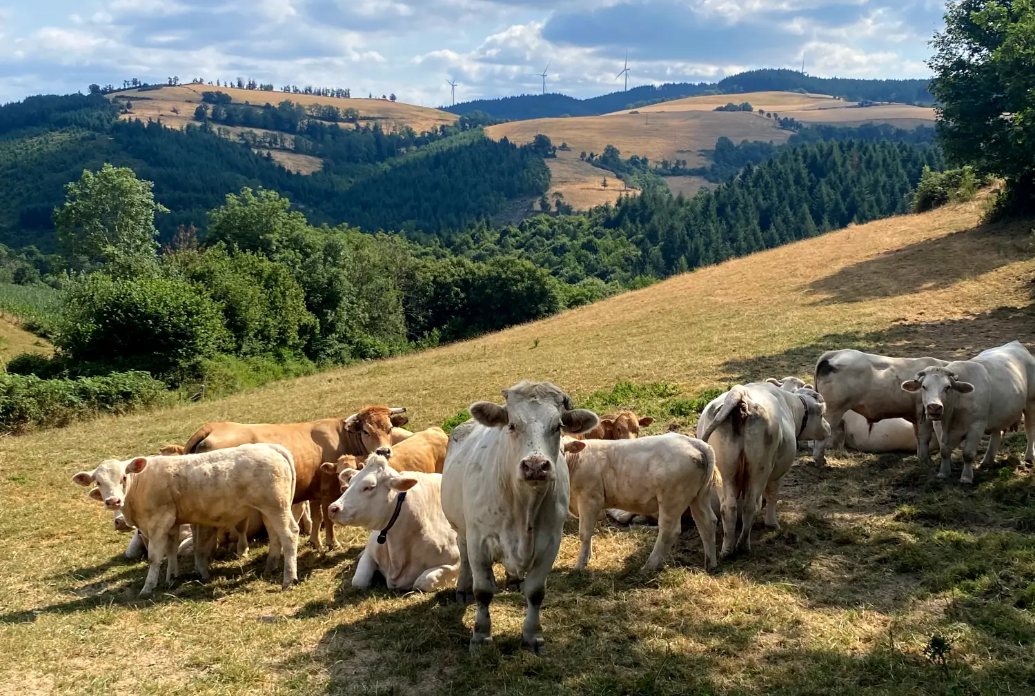 Vaches_à_viande_1-min.jpg